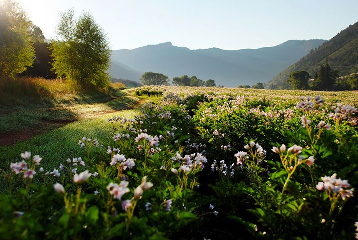 A potato crop blooms at Wheatley Open Space, where land is leased for agricultural use.