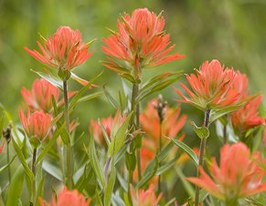 Indian Paint Brush flower close-up