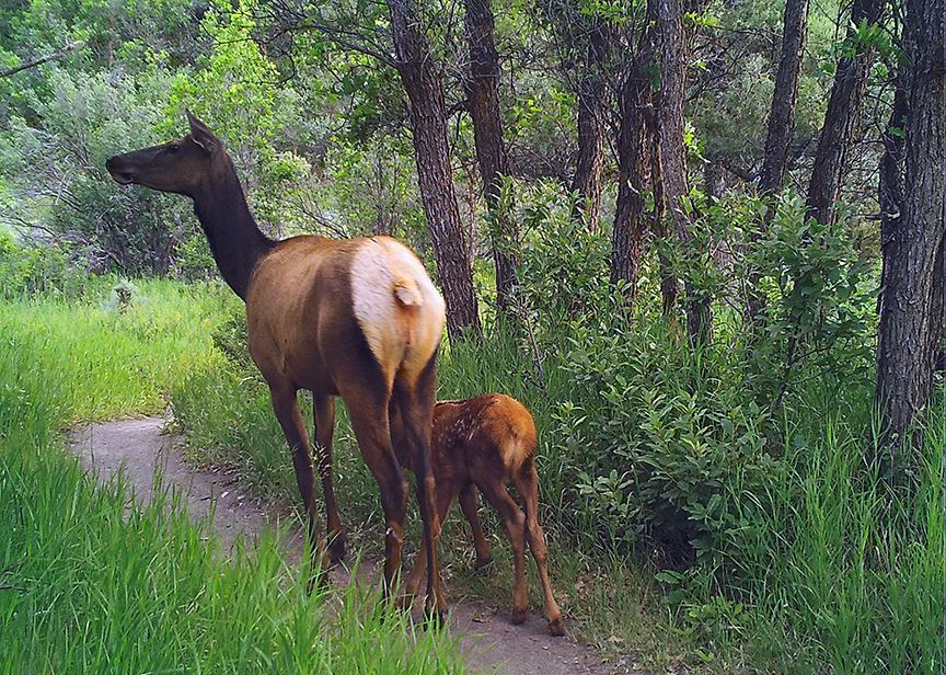 An elk cow and calf on Cozyline Trail at Sky Mountain Park in July 2022.