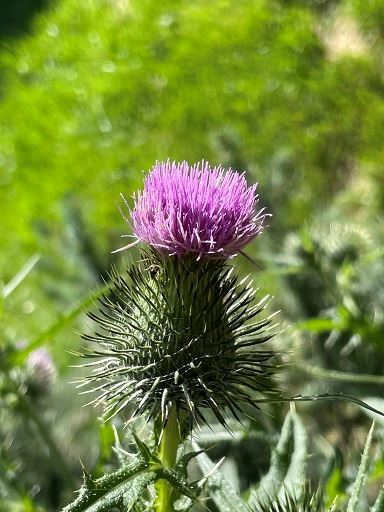 Bull Thistle in Aspen, Colorado