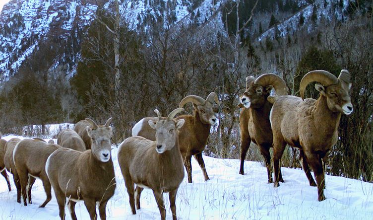 Bighorn sheep at Filoha Meadows.
