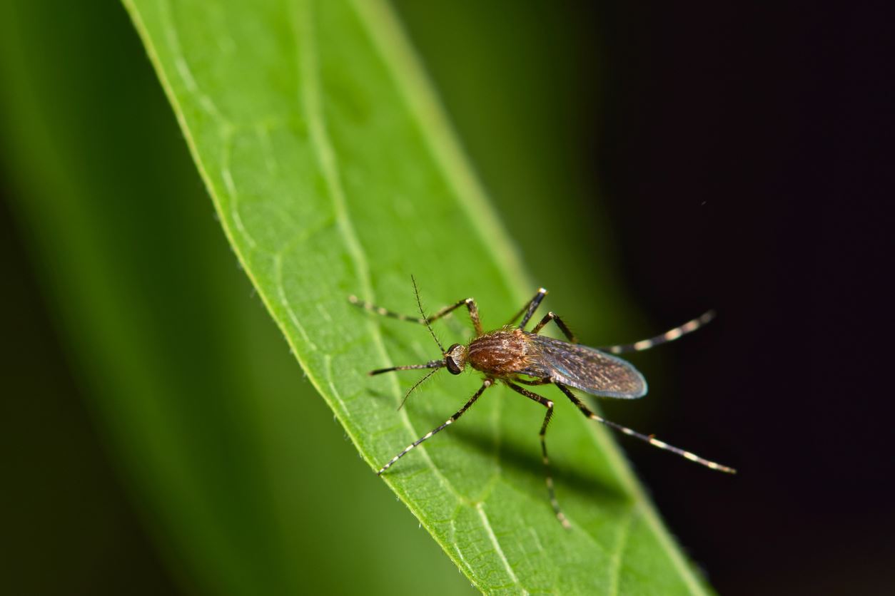 Mosquitos can carry West Nile Virus.