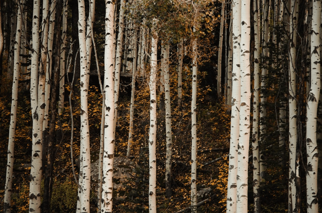 Screenshot 2023-09-13 141043