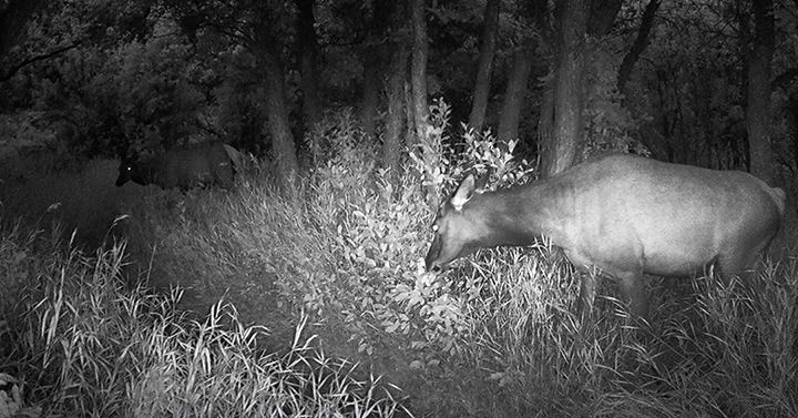 Elk on Cozyline Trail at Sky Mountain Park before daybreak