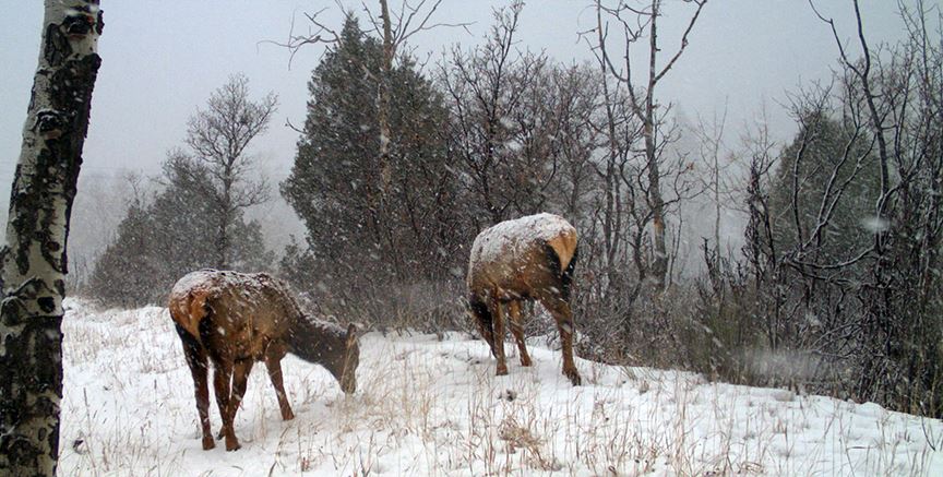 A pair of elk feed in the falling snow at Filoha Meadows Nature Preserve