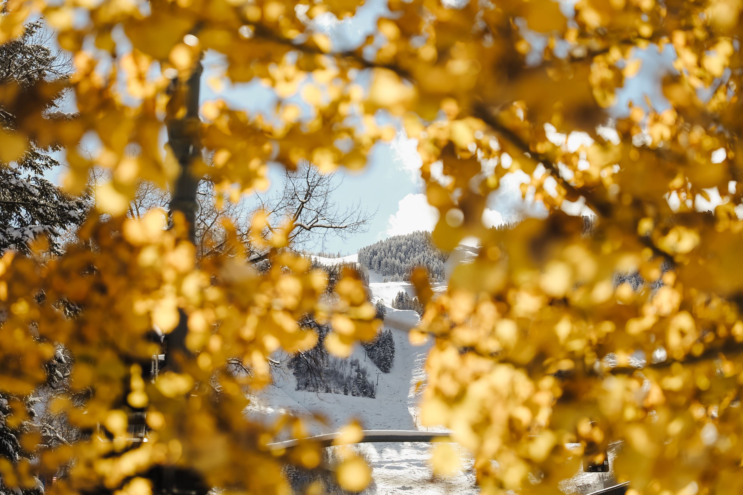 Fall trees and Aspen Mountain