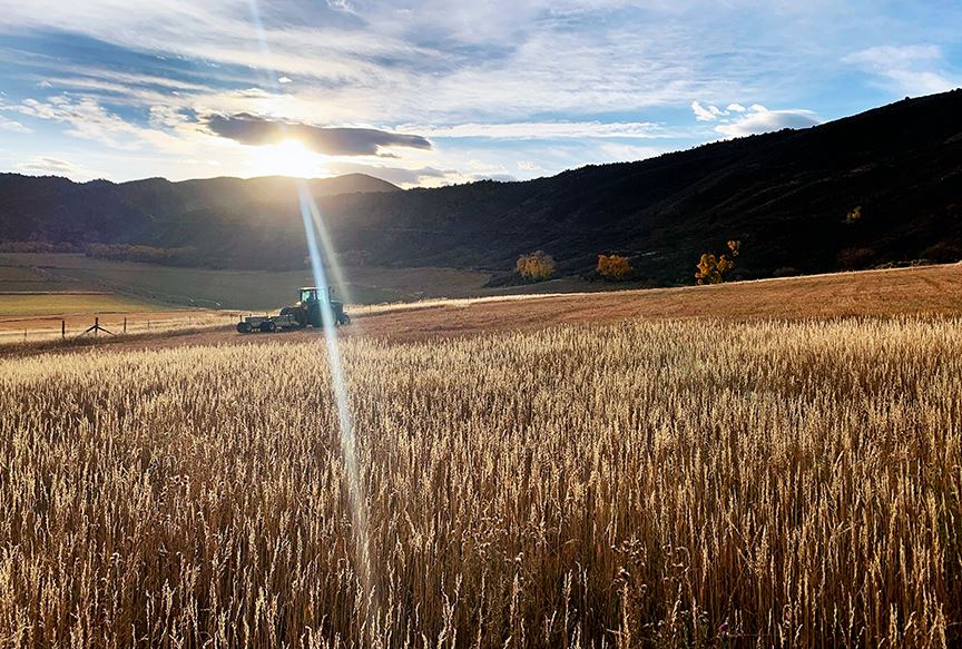 Aeration at Shippee Open Space in October 2024.