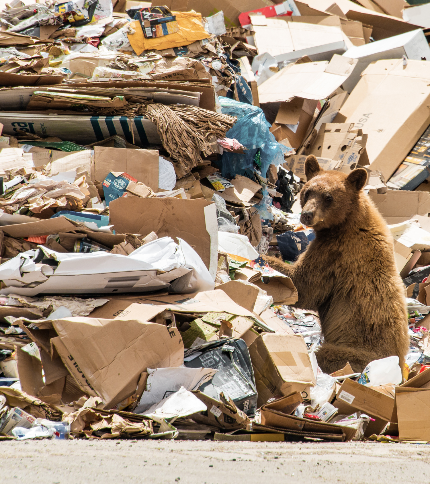 A bear visits the single stream recycling area at the Solid Waste Center. 