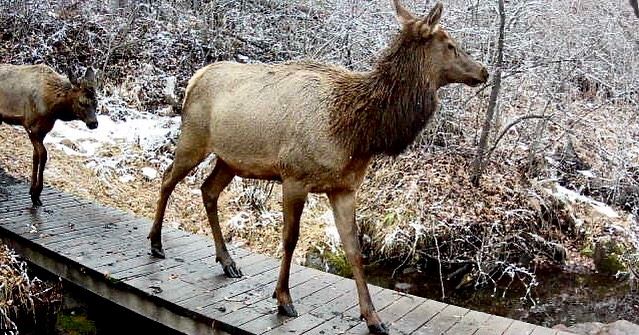Elk at Sky Mountain Park