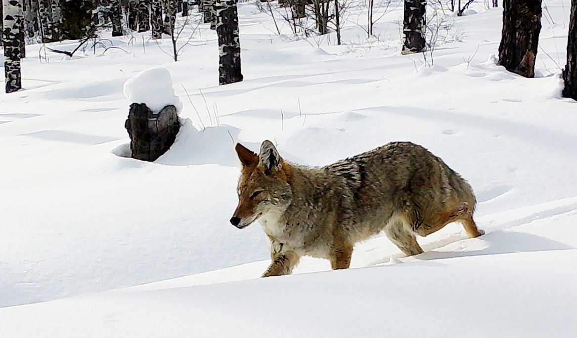 coyote in snow