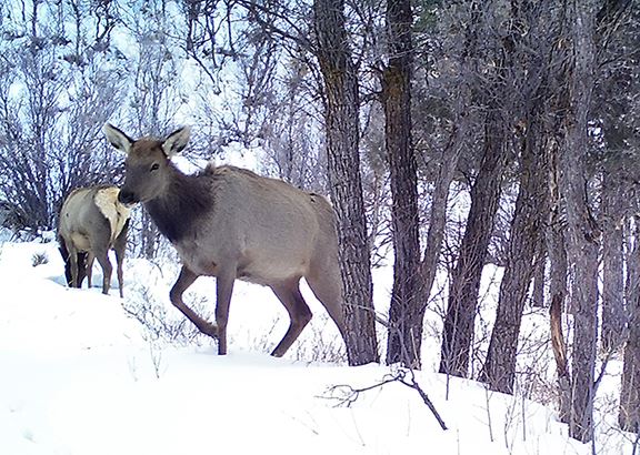 Cow elk at Sky Mountain Park