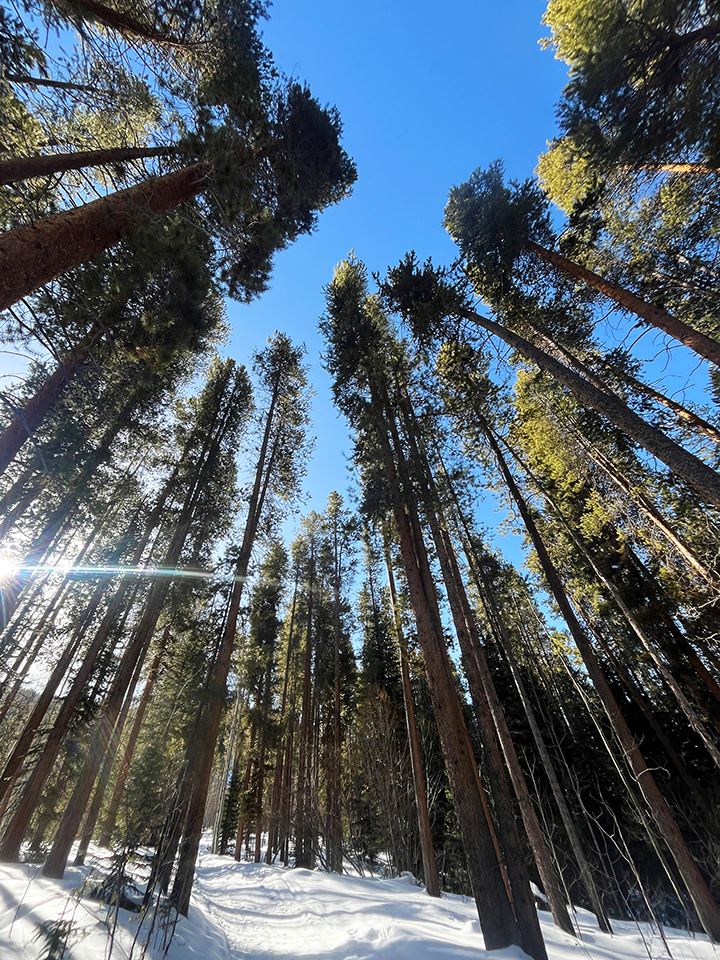 Towering lodgepole pines on Smuggler Mountain Open Space
