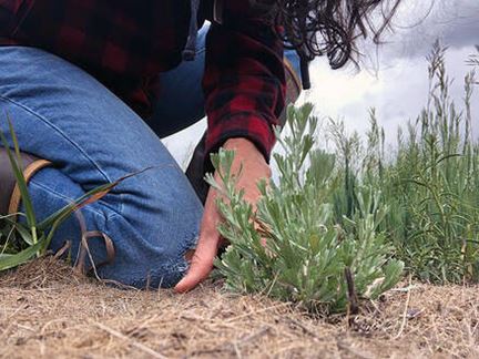 A woman kneels next to a sagebrush seedling that is growing in a Brush Creek Valley test plot.