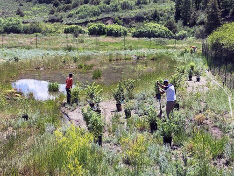 Workers prepare to place plantings in a reclaimed agricultural pond in the Brush Creek Valley.