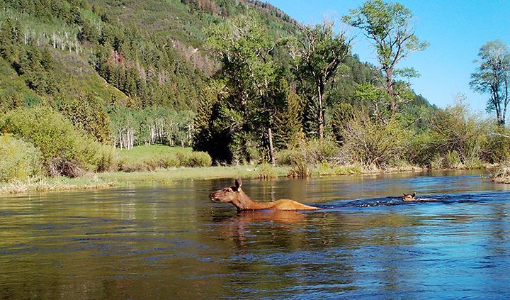 An elk and her calf cross the river at North Star Nature Preserve