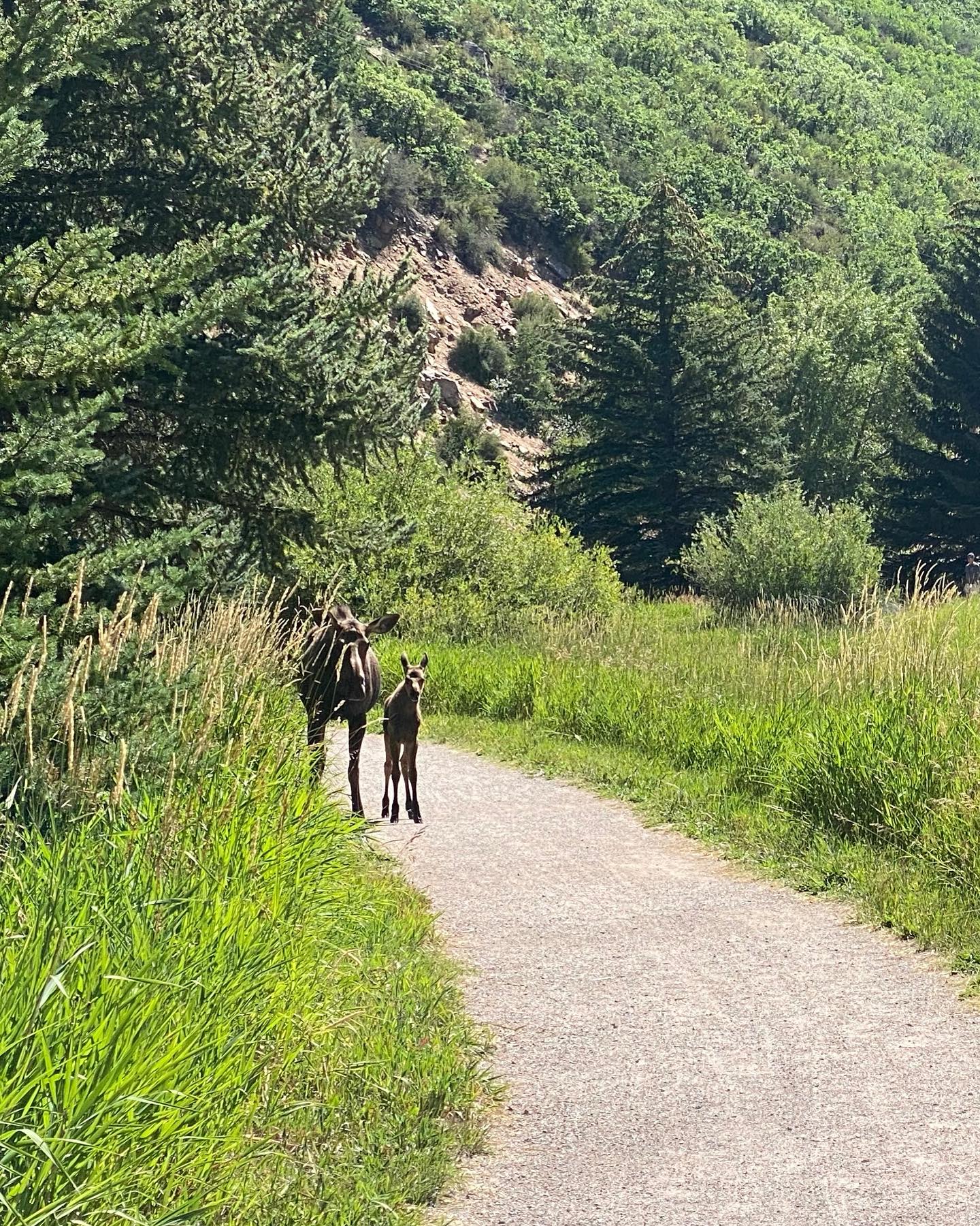 Photo of moose and calf 