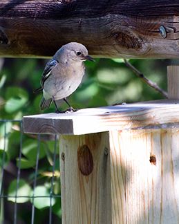 A Mountain bluebird atop a nest box at Glassier Open Space.