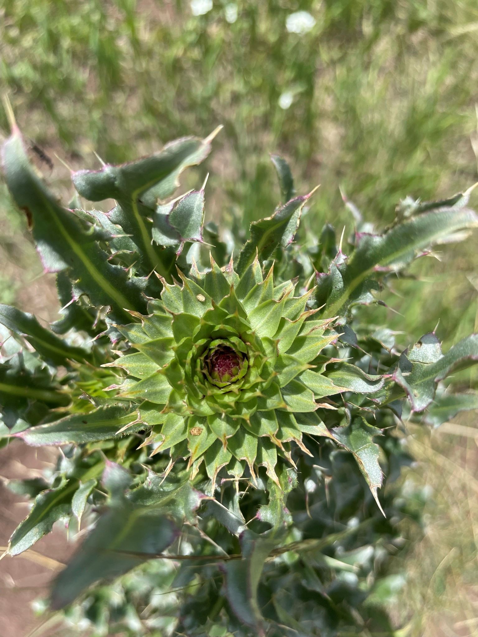 Musk Thistle Bloom