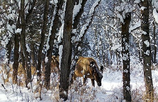 An image of a female elk in snow and trees.