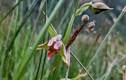 An image of a stream orchid.