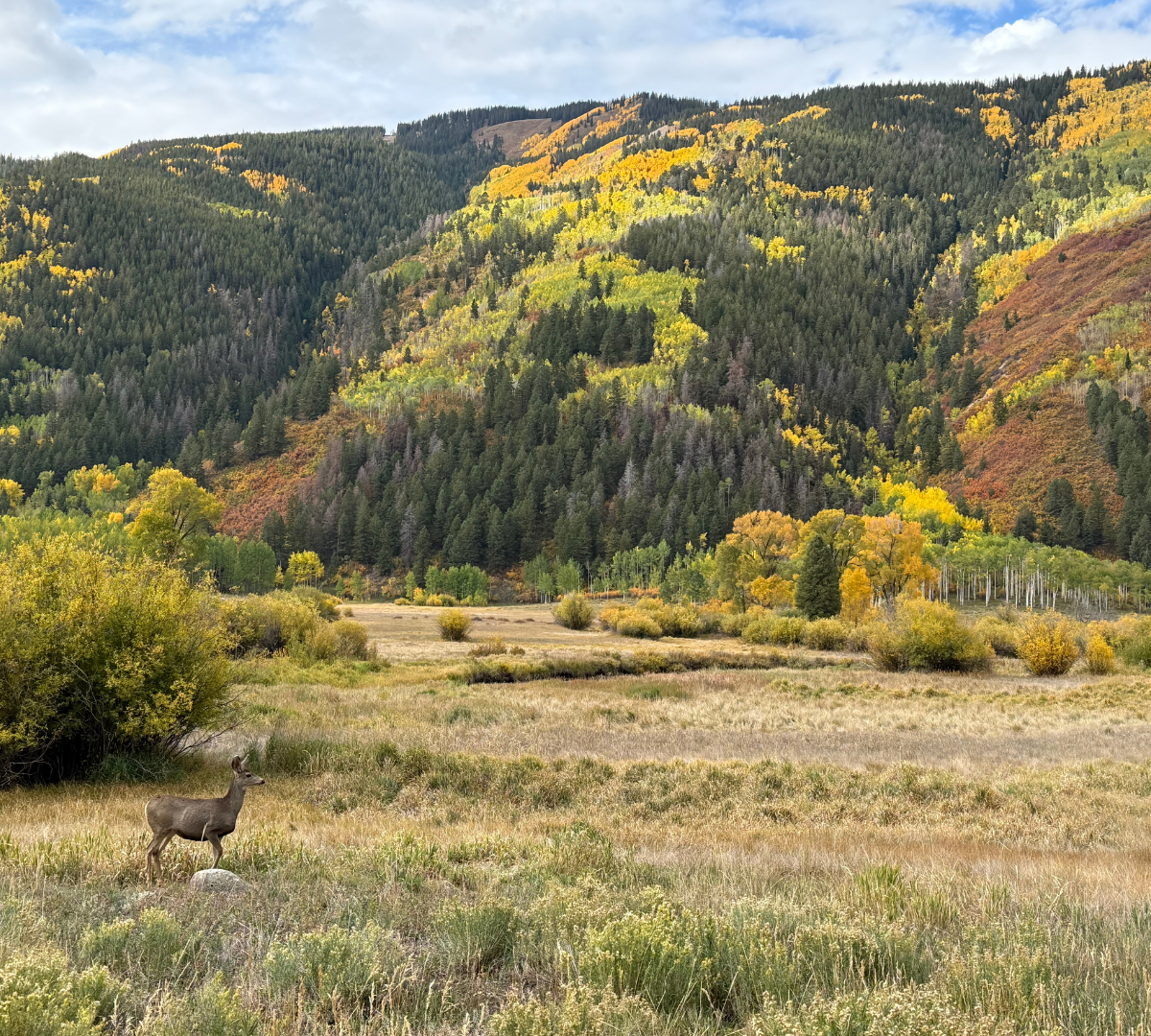Changing yellow leaves across a mountain hillside with a deer in the foreground 