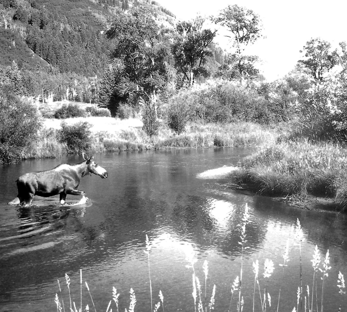 black and white photo of a moose crossing the Roaring Fork River