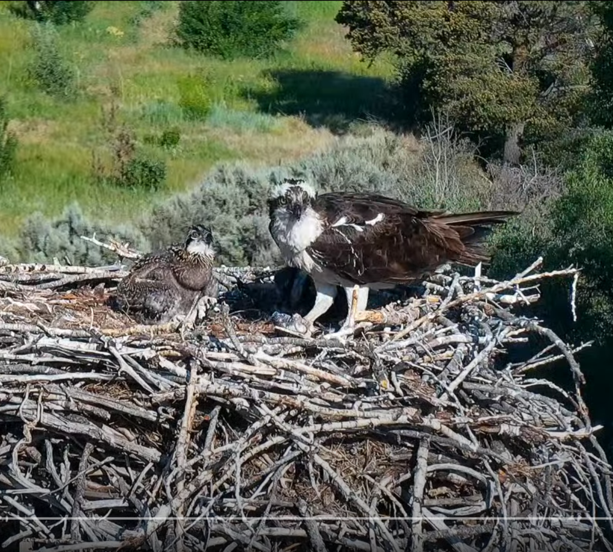 Osprey Mom and chick in a nest