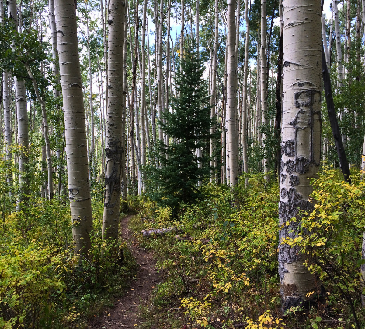 natural surface trail winding through aspen trees