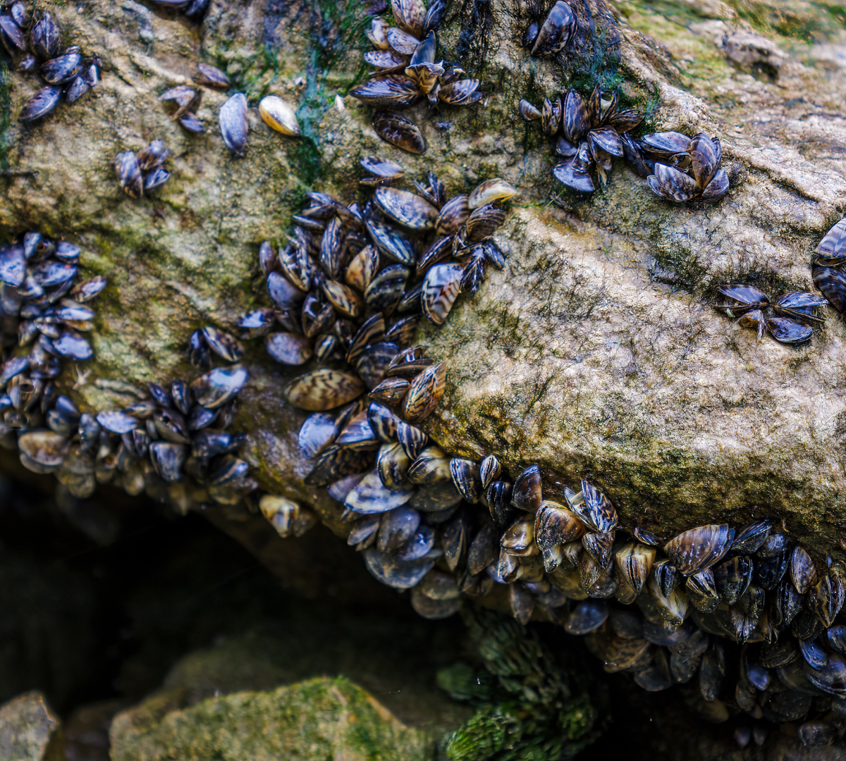 zebra mussels attached to a log