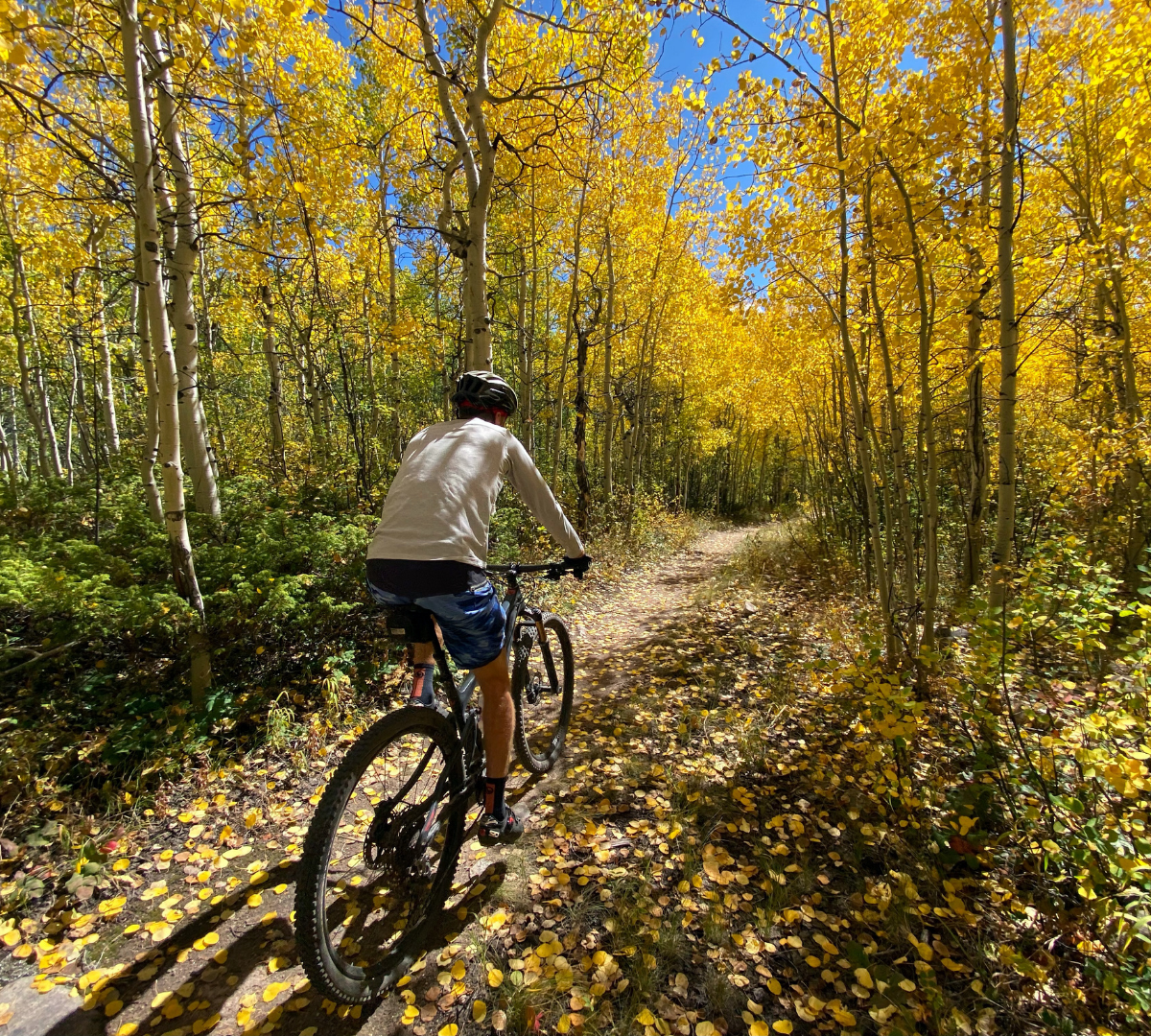 mountain biker pedaling through yellow aspen trees