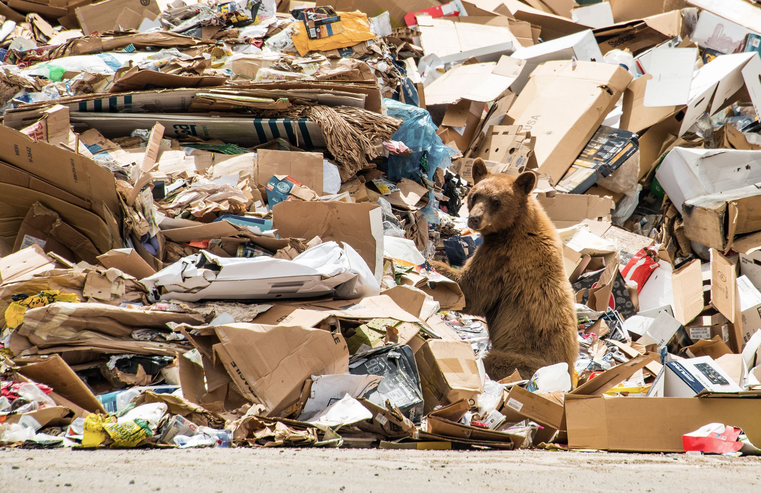 A bear gets into a trash pile at the Pitkin County Solid Waste Center