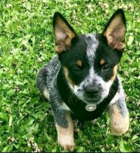 Australian Cattle puppy in the grass