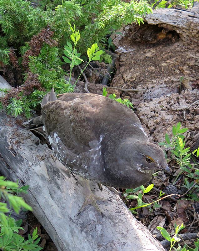 A male dusky grouse blends into the forest on Smuggler Mountain Open Space
