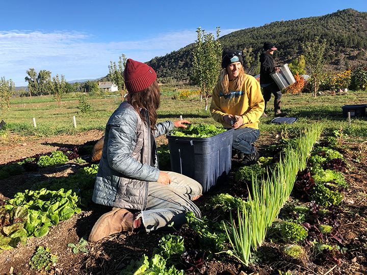 Anna Weller (left) and Two Roots owner Harper Kaufman harvesting vegetables.